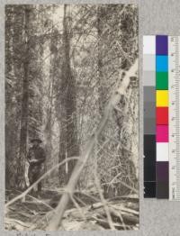 White Fir. Mill Creek #1. Site 50' at 50 years. Volume 20,690 board measure per acre. Age 60 years. Schumacher, 1925