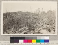 Number 159270 Forest Service. Union Lumber Company, Pudding Creek. Slash burned and logs partly yarded. On ridge in background where slash has not yet been burned serveral douglas firs have been left to test the possibility of escaping slash fires as seed trees