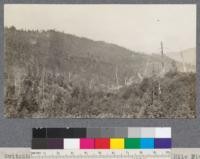 Switchback of Northwestern Redwood Company, into 10 Mile River. Showing also scrubby growth on cut-over lands. April, 1921