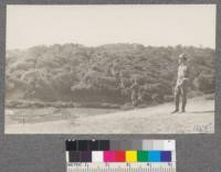 View of hills behind Inverness, California covered with Laurel, Madrona, Coast Live Oak, Tan Bark Oak. Bishop Pine stands on top of ridge. October 1920