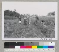 The Old Year Review Committee visits the Scots pine plantation of the Nielsen's at Bonny Doon, Santa Cruz County. Metcalf. Dec. 1952