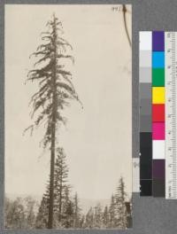 A tall slender 42" Sugar Pine left for seed and increment on 1916 sale to Spanish Peak Lumber Company. Plumas National Forest, California. August, 1920. E.F