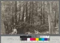 Sample plot taken in 90% pure second growth redwood in canyon near Brookdale. Large fire scarred stump being pushed out by circle of redwoods