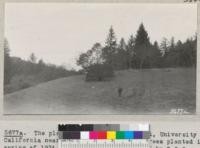 The planting site, Howard Forest, University of California near Willits, California. Trees planted in spring of 1934 and replanted spring 1935 by Civilian Conservation Corps men. Metcalf