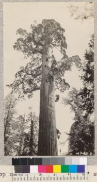 Top of the "General Grant" sequoia. 1929