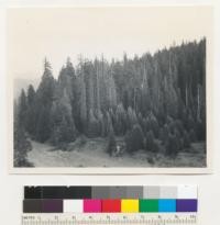 Redwood region. Old timber and young. The latter on spot cleared by settler. Opposite Maple Hills near Miranda, Humboldt County, California. Percy French property. Photo from Redwood Highway. Eel River below. 10-2-43 E.F