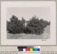 Monterey pine suitable for Christmas tree use in the same area as picture 8437. These trees subjected to prevailing westerly winds, yet do not show great amount of wind distortion. Farm Advisor McCormick in picture. March 1950. Grah