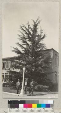 Osterman, Cory and Scherman with a nice Deodar Cedar at corner of Tustin School, Orange County. Metcalf - 1937