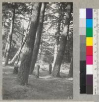 Douglas fir. "Living" stumps. Wiggins' Maple Creek Ranch, east of Eureka. 7/6/40. E. F