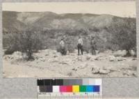 Lemon trees killed and soil covered with rocks and debris eroded from fire area, San Bernardino County