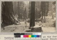 Wedding of Park Ranger Myers at the foot of General Grant tree. Chief Ranger Hopping gave away the bride. W. Metcalf - July 1931