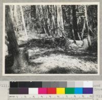 Redwood Region. Douglas fir piling stand at upper (east) end of south fork of Elk Creek near Myers (Weott), Humboldt County, California. In process of cutting. See also 7109 and 7110. Note debris piles. 7/14/42. E.F