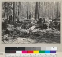 Redwood selective logging. Character & depth of slash on Hammond operation near Carlotta. See also 5890. Aug. 20, 1935. E.F