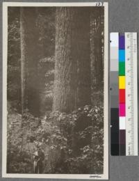 Two large Sugar Pines in Section 26 T 24 N R 8 E, Plumas County. Nearest one is 68" diameter at breast height. Geary taking notes of strip survey. Black Oak foliage in foreground