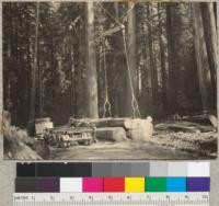 Redwood Region. Loading redwood logs on trucks (White) by crotch line. Baker and Son operation east of Carlotta. 7-13-35. E.F