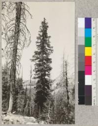 Sunrise Trail. Towards Tuolumne Meadows from Cathedral Peaks. July 1921. A fine specimen of mountain hemlock (Tsuga mertensiana) in a stand of beetle-killed Lodgepole Pine