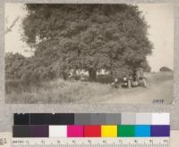 Camped under a large Interior Live Oak (Quercus wislizenii) along the River Road near Oakdale, Tuolomne County, June 17, 1925