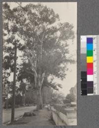 A large Eucalyptus globulus tree on street San Jose and two stumps. These trees were cut by T. J. Gillespie and made into lumber