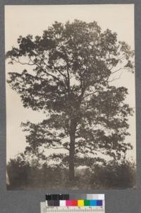 Yellow Oak (Quercus Velutina) Fagaceae