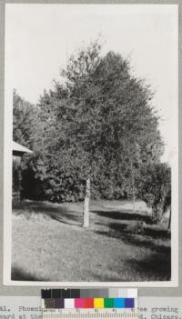 4/6/41. Phoenix, Arizona. Cork oak tree growing in the yard at the home of Glynn B. Stannard, Chicago, Ave., and Grand Canal, Phoenix. The seedling was given to Stannard by the Arboretum of Superior, Arizona in 1930. B. E. Tade, Phoenix