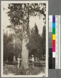 Geary and Blair making growth study of Yellow Pine with increment Borer. Little Schneider Creek. August 1917