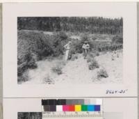 Art Sowder and Nat Crouch with the two rows of white firs 5 years after planting. The Douglas fir of the 1940 planting in rear. These have been harvested once or twice