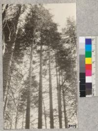 Tops of four large 60-70 year white firs shown in #3458. These trees are making vigorous growth (note length of internodes) and have excellent form. Rush Creek Plot #1. Woodbridge Metcalf, June, 1925