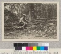 Showing size of some of material cut for cordwood in thinning redwood secondgrowth. Lands of The Pacific Lumber Company, Humboldt County, California. D. T. Mason - 9- '22