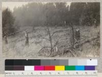 Effects of fire of Sept. 1923, on pine and eucalyptus plantations near Grizzly Peak. Pines entirely destroyed but eucalyptus sprouting