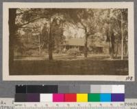 Plot A. Santa Monica Station, looking west from roadway at entrance. Eucalyptus from left to right are: E. rostrata, E. botryoides, E. linearis, E. Siderophloia, E. piperita, E. polyanthemos, E. citriodora. February 18, 1917