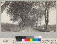 Black walnuts along a highway near Danville, Contra Costa County. April, 1927. Metcalf