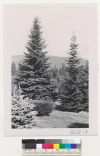 Amabilis firs. Silver fir planted 1938. Verlot Ranger Station near Silverton, Washington. Glacier National Forest. Metcalf. Sept. 1952