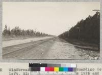 Windbreaks at Fontana, San Bernadino County. Left, Blue Gums planted spring 1925 and topped to 10' fall 1926. (See #4314). Right, 2 rows of Eucaluptus rudis with taller Blue Gum rows behind them, planted 1912. Eucalyptus rudis too open and small a tree to be satisfactory here. Metcalf. Nov. 1927