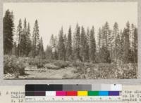 A region known as "The park," locally, on lands of the Michigan-California Lumber Company in the north half of Section 16 T. 12 N. R. 13 E. An old brush field which is being invaded by Western Yellow pine. The pine has taken possession in large and small groups of different age classes. This view shows a thrifty forest coming up in the old fields. See also 2635 and 2637. May, 1925