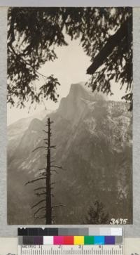 Half Dome from a vantage point on the Ledge Trail to Glacier Point framed by the gracefully drooping branches of a Douglas Fir. Metcalf, 1925