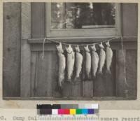 Camp Califorest. The candid camera records an important catch by Conway and Paul Meier in Silver Lake. Length 12" to 19", all Loch Leven trout. Caught on minnows, with spinner and attractor by trolling. 6/26/36 E.F