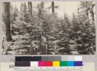 White Fir under Jeffrey Pine. Sierraville #1. Not included in yield study. Age 30 years. Average diameter breast height 2.22 ''. Average height dominant, 13'. Schumacher, 1925