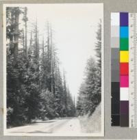 Redwood Region. View from 200 ft. south of #7122. Spike tops. All foliage secondary. Evidence of very hot fire. Tract opposite cut about 30 years before and now regrowing from sprouts. North of Pepperwood. 7-17-42, E.F