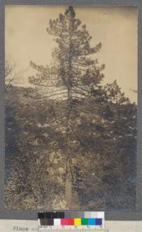 Pinaceae Pinus coulteri - Big-cone Pine