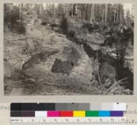 Natural seeding of redwood on edges of charred chunks. Sec. 8, T.2S 3E. Humboldt County, California. July 15, 1935. E.F