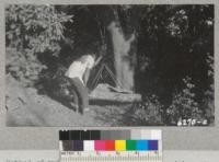 Method of weighing cork from each tree with spring scale and rope slings. McGill Ranch, Napa County. 1940. Metcalf