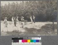 Monterey Pine plantation. Siesta Valley. Silviculture class, 1920