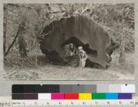 Burned out Sequoia log, Whitaker's Forest. A good place to hide. 50 years on the ground. July, 1926