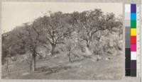 Blue Oak (Quercus douglasii) in the Sierra foothills. A. Hall, 1925