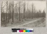 Fire had been the curse of the Michigan sand plains since the white man came. A fine young natural stand of jack pines killed by fire of April 1923 started from brush burning outside Fyfe Lake forest and burned about 200 acres. Very little reproduction when examined in May 1924. Lantern Slide Made