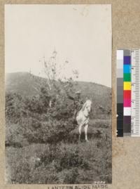 Small tree [illegible] Western White Pine in storm-damaged area on Red Mountain, Washington. Shows top injured by storm but lower leaves unhurt