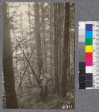 Secondgrowth Redwood Yield Study. Garcia - plot #2. A 30 year old stand of Douglas fir with a little redwood. 26 M.B.M. per acre. Oct. 1922