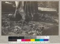 The same tree shown in 1616. Weight estimated at 90 tons. May 1921. E. F. 4.3241