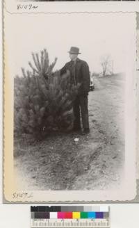 Zone Forester Harold Zavitis of Chatham, Ont. and a typical Scots pine Christmas tree. Dec. '50. Trees planted by farmer 2000/acre as 3 year stock 5 years ago. Stumpage now 65 cents each. Loaded on trucks here $1.25-$1.50 each. Retail in Detroit $3.00 to $6.00 each. Metcalf. Dec. 1950