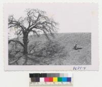 This root of the Tehachapi oak is now on top of the ground. It was 6 to 8 inches under ground before storm of 1932. See other photo. Sheep grazing and storm of 1945 have washed soil away